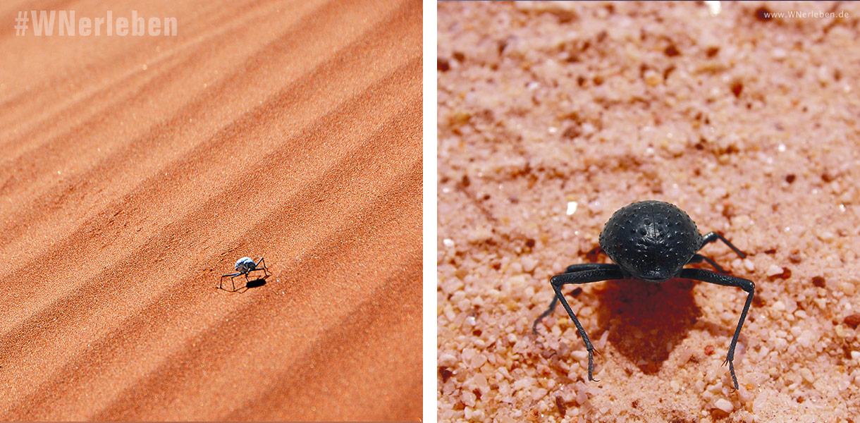 Nebeltrinker Käfer in Namibia